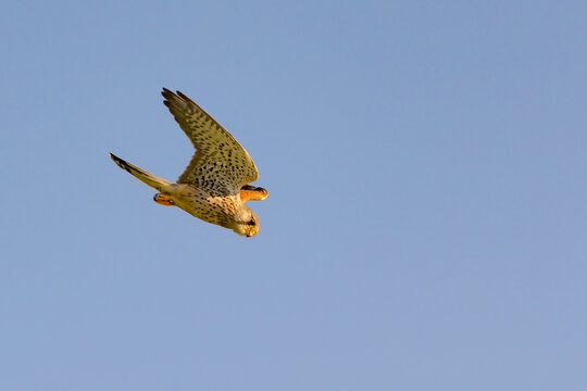 Adult common kestrel diving against blue sky