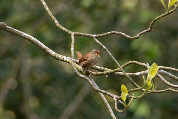 Beautiful wren singing