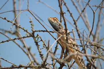 Ground Agama, Kgalagadi, South Africa