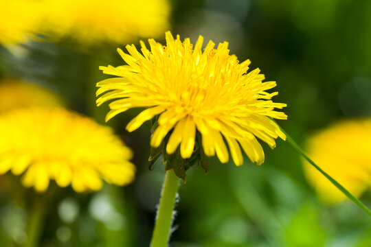 Bright yellow dandelion flower close-up photo