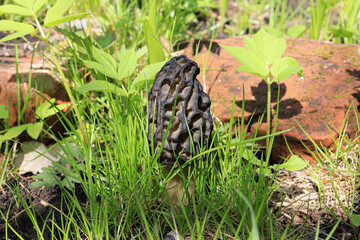 Morel mushroom in the city park