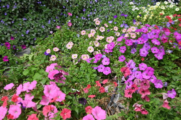 The Beautiful Flowers and Grass Beds of Cameron Highlands Malaysia