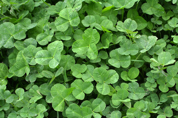 In the spring field young clover grows