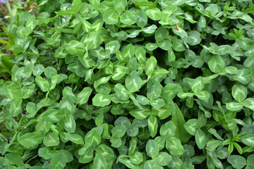 In the spring field young clover grows