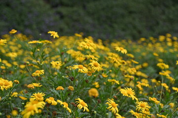 The Beautiful Flowers and Grass Beds of Cameron Highlands Malaysia