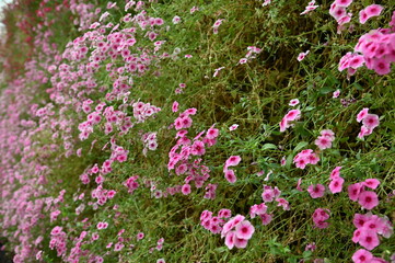 The Beautiful Flowers and Grass Beds of Cameron Highlands Malaysia