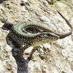 lizard on the stone