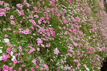 The Beautiful Flowers and Grass Beds of Cameron Highlands Malaysia