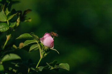 Honey bee on an unopened rose flower