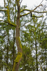 Fototapeta premium Natural panorama view with pathway green plants trees forest Germany.