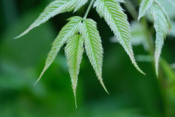 Macro texture of green leaves with blurred background. Nature background.