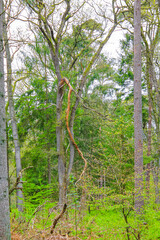 Fototapeta premium Natural panorama view with pathway green plants trees forest Germany.