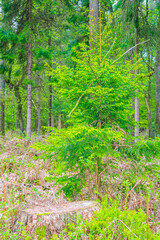 Fototapeta premium Natural panorama view with pathway green plants trees forest Germany.