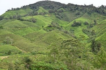 Tea Plantation in Cameron Highlands, Malaysia