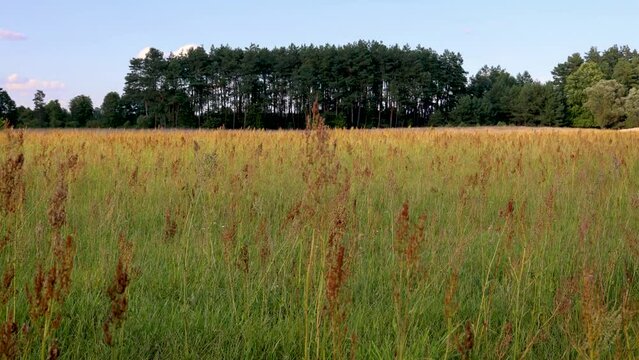 Rural landscape in Poland