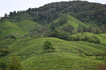 Tea Plantation in Cameron Highlands, Malaysia