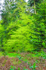 Obraz premium Natural panorama view with pathway green plants trees forest Germany.