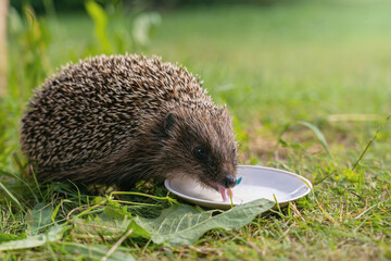 Hedgehog drinks milk from a plate