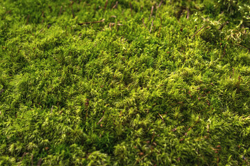 Green floral background with forest moss.