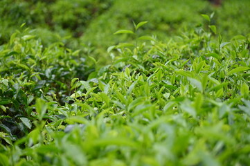 Tea Plantation in Cameron Highlands, Malaysia
