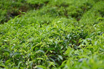 Tea Plantation in Cameron Highlands, Malaysia