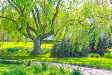 Majestic big old willow tree at Bad Bederkesa See Germany.