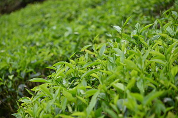 Tea Plantation in Cameron Highlands, Malaysia