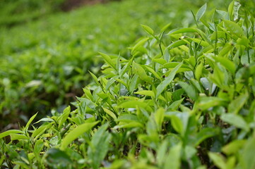 Fototapeta na wymiar Tea Plantation in Cameron Highlands, Malaysia