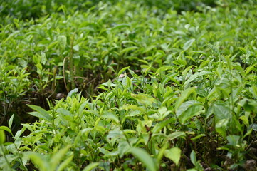 Tea Plantation in Cameron Highlands, Malaysia
