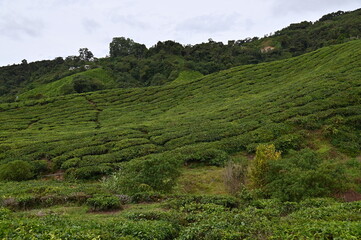 Tea Plantation in Cameron Highlands, Malaysia