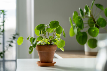 Closeup of Pilea peperomioides houseplant in terracotta pot on white table at home. Sunlight....