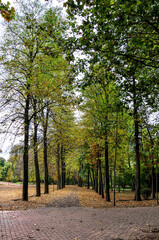 Jardín del Príncipe 7 (Aranjuez)	Granulada