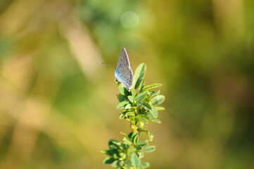 Closeup of monarch butterfly resting on plant with green blurred plants on background