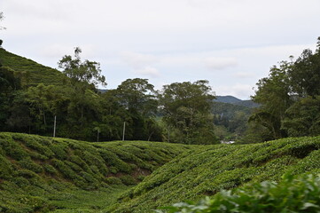 Tea Plantation in Cameron Highlands, Malaysia