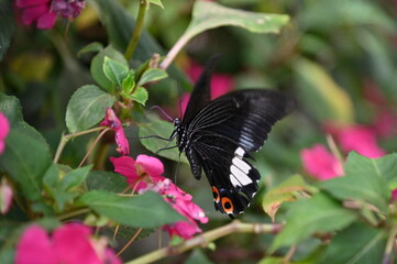 The Iconic Marina Bay Sands Landmark Hotel, Art Museum and Surrounding Tourist Attraction Areas
