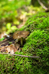 Mushroom in the forest. Close-up image of small mushroom. Photo of macro mushroom in front of blurred background.