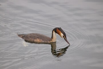 Great Crested Grebe