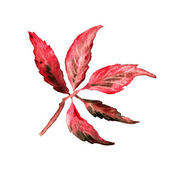 Watercolor hand drawn red autumn leaf of wild grape isolated