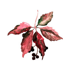 Watercolor hand drawn red autumn grape leaf with berries isolated