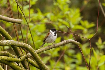 Male Reed Bunting