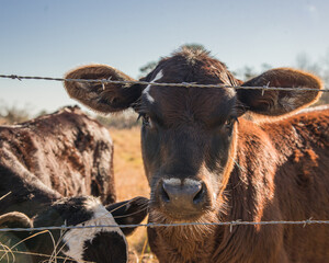  Close up of a young cow ion the early morning