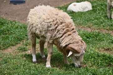 Obraz premium Some Sheep in a Farm