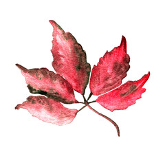 Watercolor season colored red wild grape leaf isolated on white background. Colorful autumn leaf