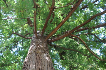 Naklejka premium vertical view into the tree canopy in the park