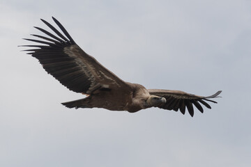 buitre volando