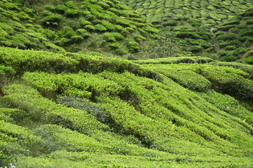 Tea Plantation in Cameron Highlands, Malaysia