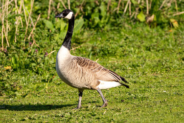 Canada Goose