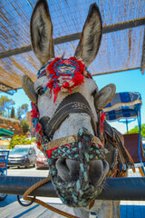 Mijas, Spain, 28.05.2022: Donkey Taxi. Station in the center of a small town in the mountains.