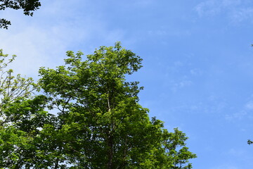grüner baum vor blauem Himmel