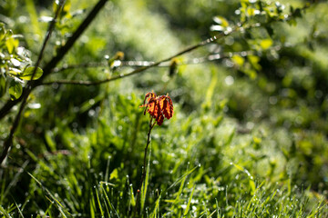 Green grass in dew. Small drops on grass. Soft light on plants.